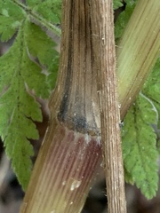 Anthriscus sylvestris