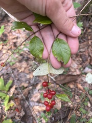 Vaccinium arboreum