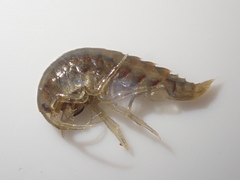 Gammarus roeselii