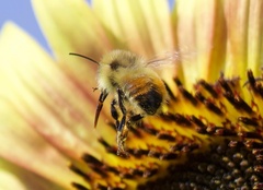 Bombus centralis