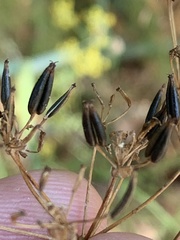 Anthriscus sylvestris