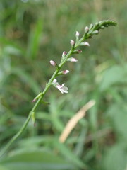 Phryma