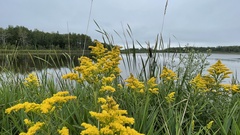 Solidago juncea