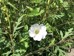Calystegia sepium