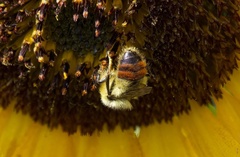 Bombus centralis