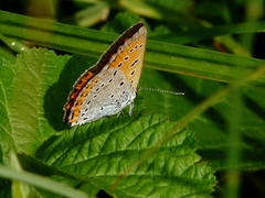 Lycaena dispar