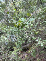 Vaccinium arboreum