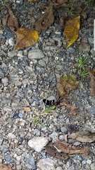 Trichodezia albovittata