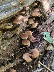 Psathyrella piluliformis