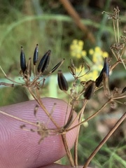 Anthriscus sylvestris
