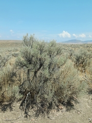 Artemisia tridentata