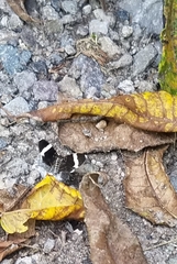 Trichodezia albovittata