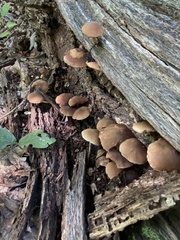 Psathyrella piluliformis