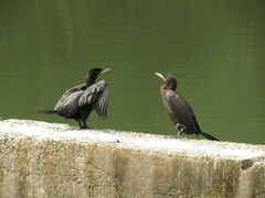 Nannopterum brasilianum