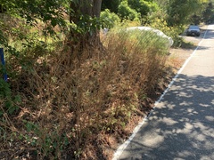 Anthriscus sylvestris