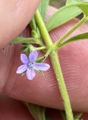 Trichostema brachiatum