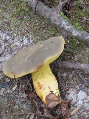 Retiboletus ornatipes