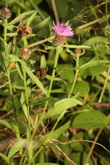 Centaurea nigra