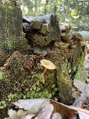 Pluteus chrysophlebius
