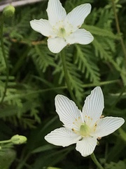 Parnassia glauca