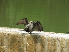 Nannopterum brasilianum