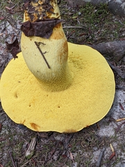 Retiboletus ornatipes