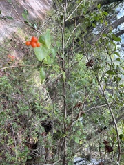 Vaccinium arboreum