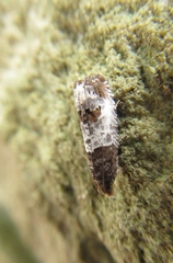 Notocelia rosaecolana