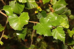 Betula pubescens