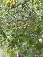 Vaccinium arboreum
