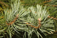 Pinus sylvestris