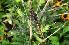Pantala hymenaea