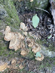 Trametes cubensis