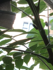 Lycorma delicatula