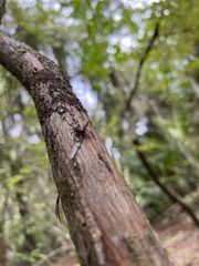 Vaccinium arboreum