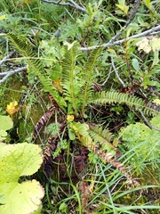 Polystichum lonchitis