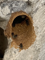 Nannotrigona perilampoides