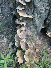 Trametes cubensis