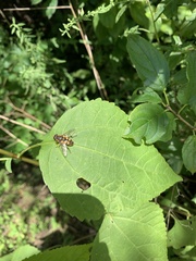 Helophilus fasciatus