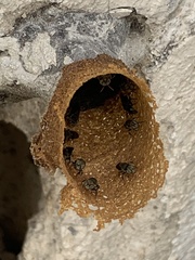 Nannotrigona perilampoides