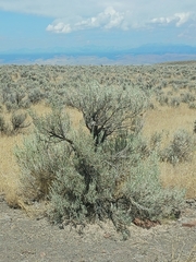 Artemisia tridentata