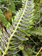 Polystichum lonchitis