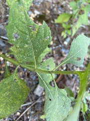 Verbesina occidentalis