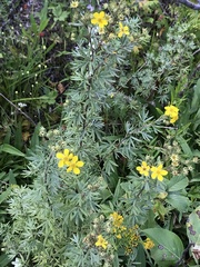 Dasiphora fruticosa