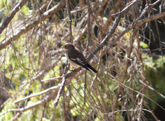 Ficedula hypoleuca