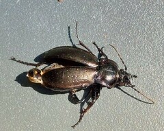 Carabus nemoralis