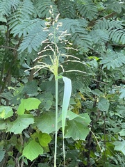 Sorghum halepense