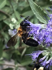 Megachile sculpturalis