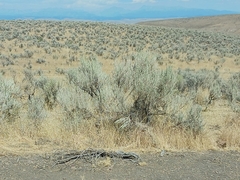 Artemisia tridentata