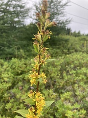 Solidago macrophylla